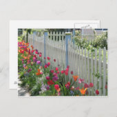 Picket blanc avec carte postale Tulips (Devant / Derrière)