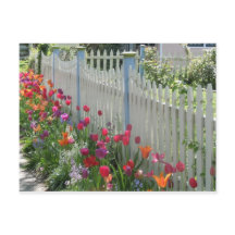 Picket blanc avec carte postale Tulips