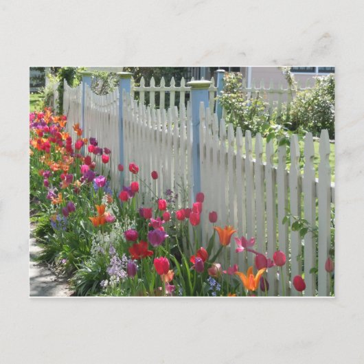 Picket blanc avec carte postale Tulips (Devant)