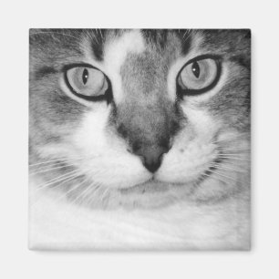 Pickle Magnet Magneet