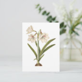 Picta van de amaryllis briefkaart (Staand voorkant)