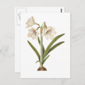 Picta van de amaryllis briefkaart (Voorkant / Achterkant)