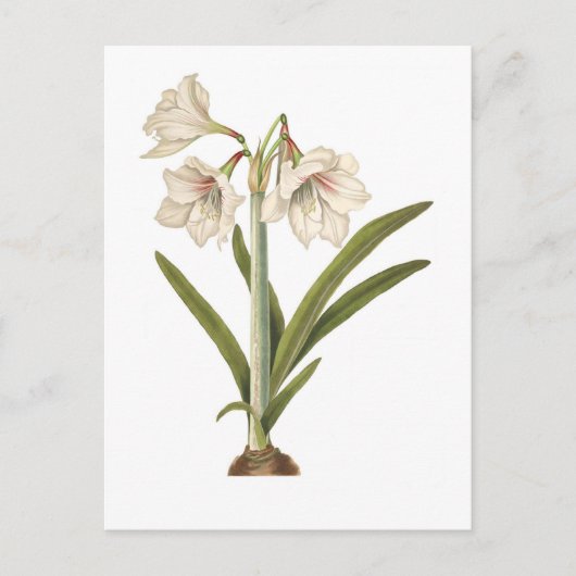 Picta van de amaryllis briefkaart (Voorkant)