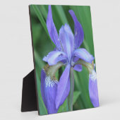 Picture de plaque iris (Côté)
