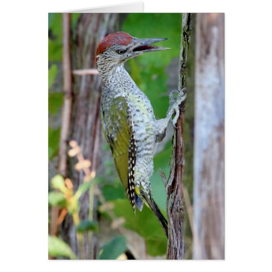 Picus viridis (Devant)