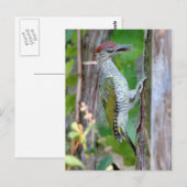 Picus viridis briefkaart (Voorkant / Achterkant)