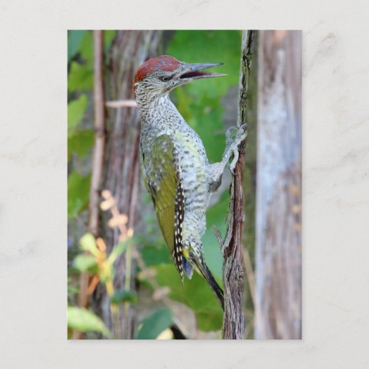 Picus viridis briefkaart (Voorkant)