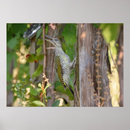 Picus Viridis - Grünspecht Poster (Voorkant)