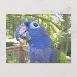 Pie de Parrot Briefkaart