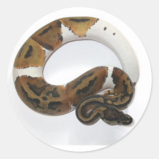 Piebald bal python ronde sticker