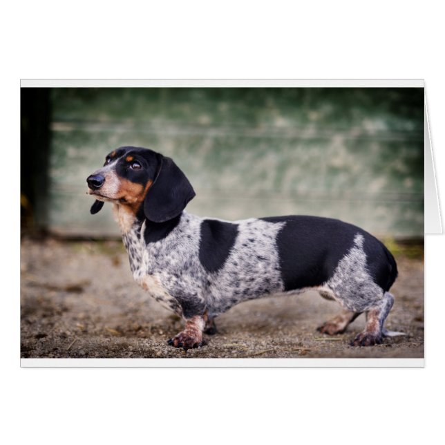 Piebald dachshund (Devant horizontal)