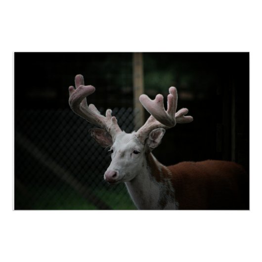 Piebald Deer Perfect Poster (Voorkant)