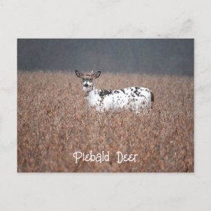 Piebald Herten Foto Briefkaart