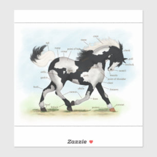 Piebald Overo Pinto Paard Ruitersport Anatomie Gra Sticker