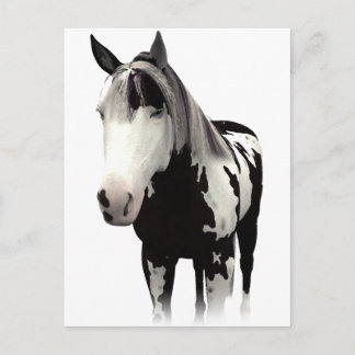 Piebald Paint Horse Art Briefkaart