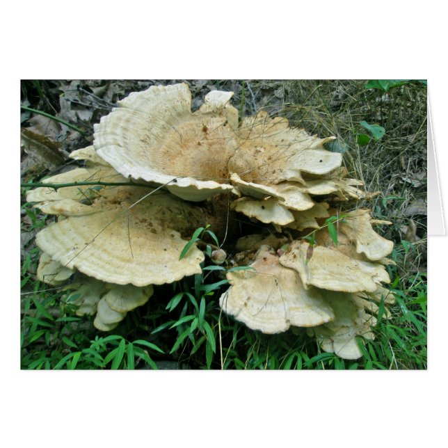 Pièces de coordination du champignon à plateau pâl (Devant horizontal)