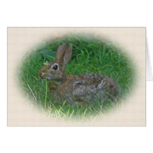 Pièces de coordonnées de lapin de coton