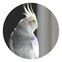 Pied Cockatiel