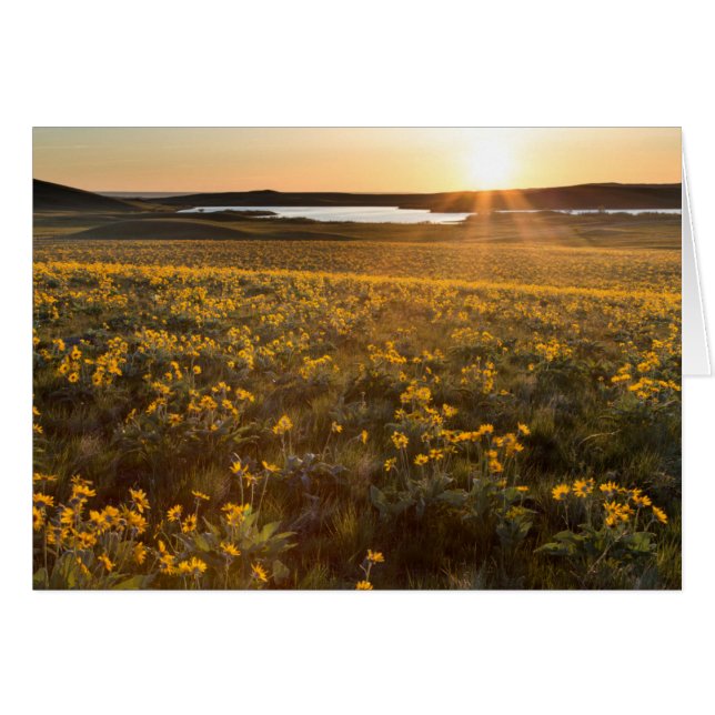 Pied de flèche Balsamroot Fleurs sauvages (Devant horizontal)