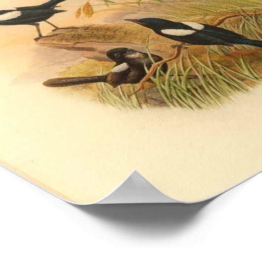 Pied Malurus Black Fairywren Bird  Print (Hoek)