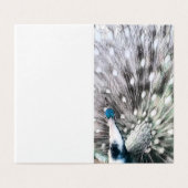 Pied Peacock étonnant - jeu de balises cadeau vier (Outside Unfolded)