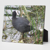 Pied sur la Plaque Riverbank (Côté)