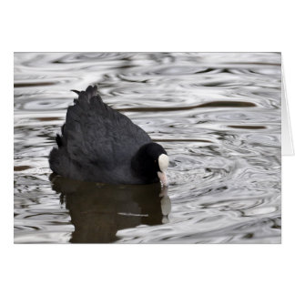 Pied sur l'eau d'argent