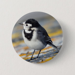 Pied Wagtail Badge Ronde Button 5,7 Cm