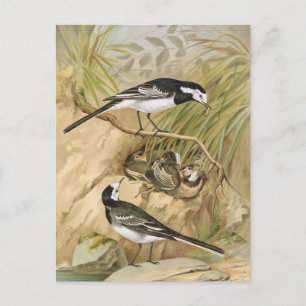 Pied Wagtail Bird Illustration Briefkaart