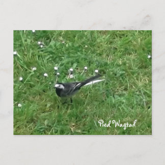 Pied Wagtail Briefkaart