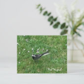 Pied Wagtail Briefkaart (Staand voorkant)