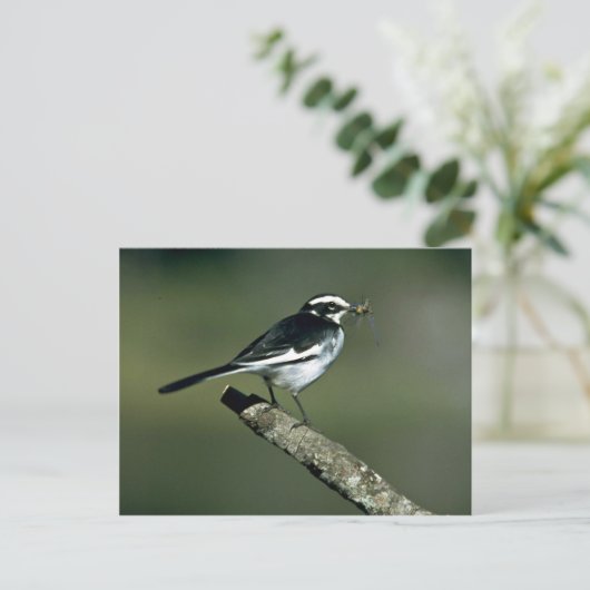 Pied Wagtail Briefkaart (Staand voorkant)