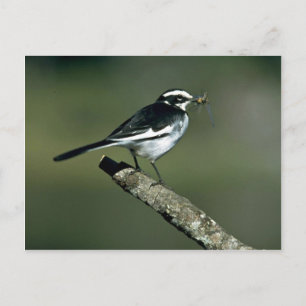 Pied Wagtail Briefkaart