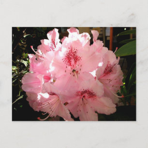 Pienza, Italië Briefkaart