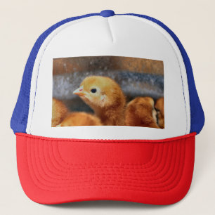 Piep piep  trucker pet