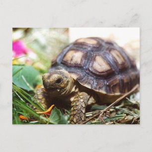 piepklein briefkaart