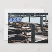 Pier 39 Zee leeuwen (Voorkant)