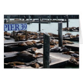 Pier 39 Zee leeuwen (Voorkant Horizontaal)