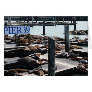 Pier 39 Zee leeuwen