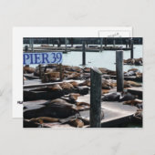 Pier 39 Zee leeuwen Briefkaart (Voorkant / Achterkant)