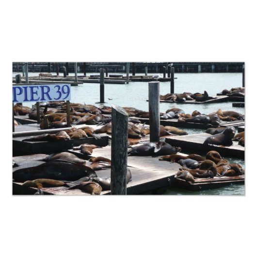 Pier 39 Zee leeuwen Foto Afdruk (Voorkant)