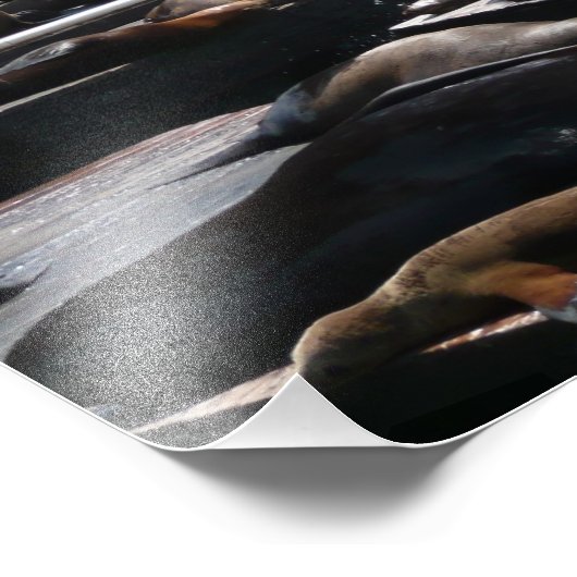 Pier 39 Zee leeuwen Foto Afdruk (Hoek)