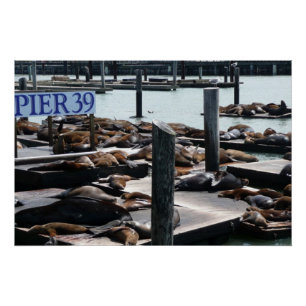 Pier 39 Zee leeuwen Perfect Poster