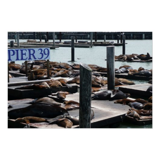 Pier 39 Zee leeuwen Perfect Poster (Voorkant)