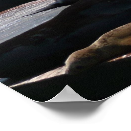 Pier 39 Zee leeuwen Poster (Hoek)