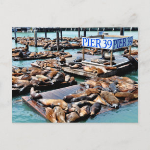 pier 39   Zee leeuwen   San Francisco California Briefkaart