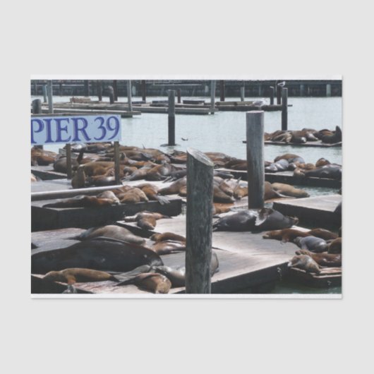 Pier 39 Zee leeuwen Tissuepapier (Voorkant)