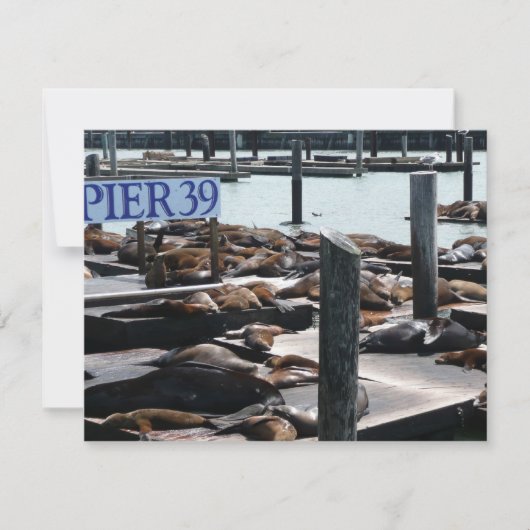 Pier 39 Zeeleeuwen (Voorkant)