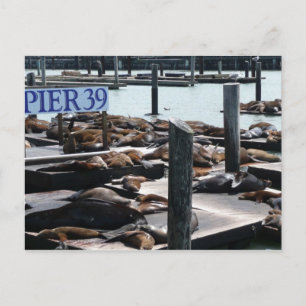 Pier 39 Zeeleeuwen Briefkaart