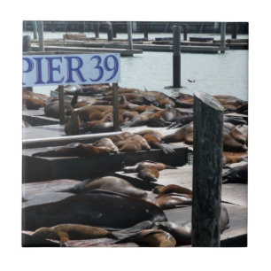 Pier 39 Zeeleeuwen Tegeltje